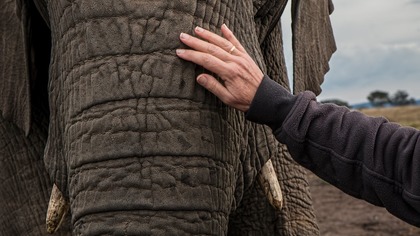 Дом престарелых для слонов открылся во Франции 