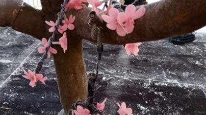 Вандалы разгромили цветущую сакуру в центре Междуреченска