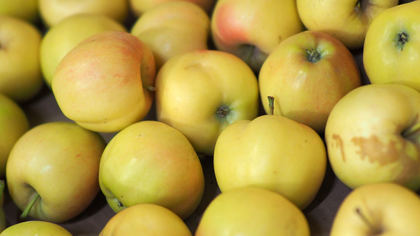 Диетолог рассказала россиянам о пользе яблок при похудении
