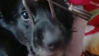 Мать-собака в Новокузнецке проходила 10 дней с капканом на голове