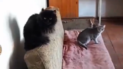 Вонь из квартиры женщины с 10 кошками возмутила жителей Новокузнецка