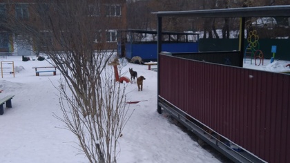 Стая собак на территории детского сада обеспокоила беловчан