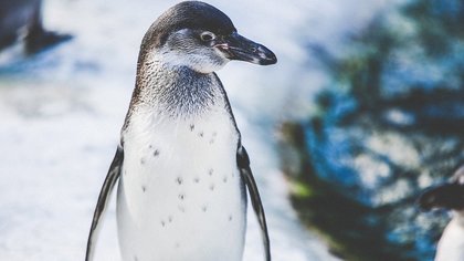 Свыше ста пингвинов и буревестников погибли на чилийском пляже