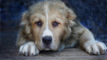 Породистая овчарка накинулась на четырехлетнюю девочку в Ленобласти