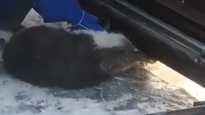 Кемеровские спасатели вызволили кошку из смертельной ловушки