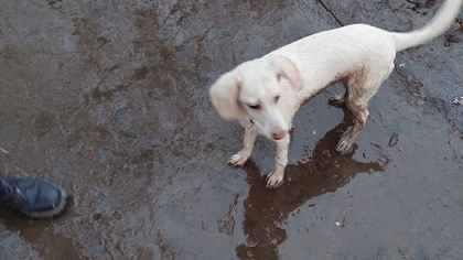 Кемеровчане попросили помощи в поисках хозяев белого щенка