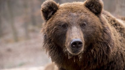 Житель Курил погиб в результате нападения медведя