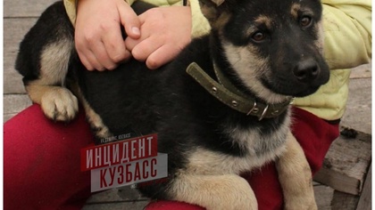 Соцсети: многодетная мать из Кузбасса скормила алабаю чужого щенка