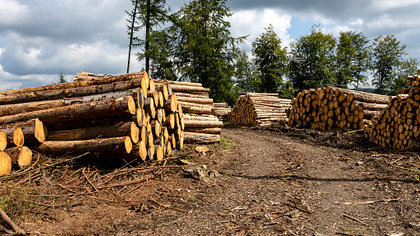 Следователи остановили незаконный оборот древесины в Восточной Сибири