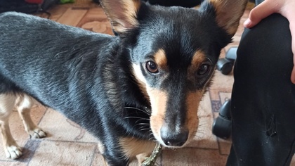 Кемеровчане объявили о поиске хозяев для найденной собаки