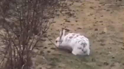 Кемеровчане заметили у домов дикого зайца