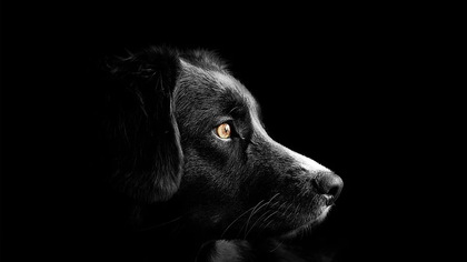 Кемеровчанка объявила о поиске хозяев для собаки