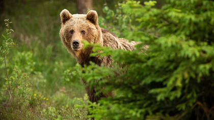 Кузбассовцы заметили  медведя возле жилых домов