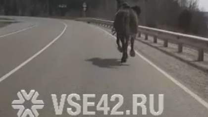 Конь без седока на кузбасской трассе шокировал автолюбителей