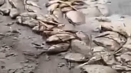 Власти опровергли информацию о массовой гибели рыбы под Прокопьевском