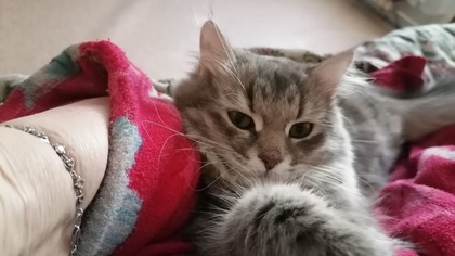Серая кошка потерялась в Ленинске-Кузнецком