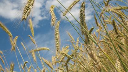 Цены на пшеницу резко выросли на фоне запрета экспорта из Индии 