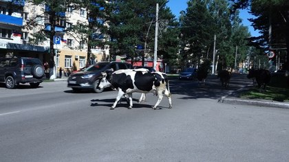 Полчища злых коров в кузбасском городе вынудили чиновников экстренно действовать