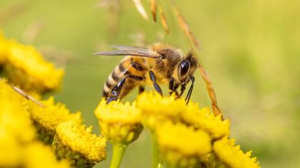Массовая гибель пчел произошла в Курской области