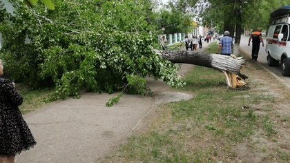 Упавшее дерево в кузбасском городе перекрыло дорогу