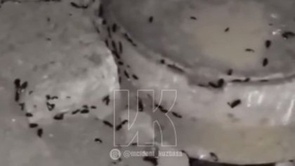 Полчища огромных тараканов во дворе напугали новокузнечан