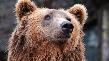 Напавший на лодку с рыбаками в Магаданской области медведь убил одного из них