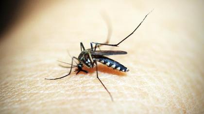 Терапевт Хухрев предложил россиянам необычный способ защиты от комаров