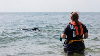 Россиянин издевался над больным дельфином на пляже