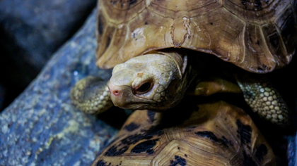 Жительница Бразилии нашла пропавшую 30 лет назад черепаху живой