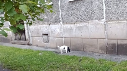Экстренные службы в Кузбассе примчались на помощь попавшей в западню кошке