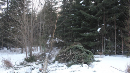 Кузбассовец получил срок за рубку хвойных деревьев на сотни тысяч рублей