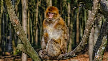Медики выявили в Польше первый случай заражения оспой обезьян