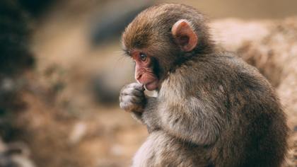 Число заболевших оспой обезьян в Великобритании увеличилось