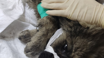 Изувеченный щенок сам пришел к зоозащитникам в Новокузнецке   