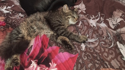 Кемеровчанин пообещал вознаграждение за пропавшего кота