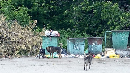 Жители Киселевска пожаловались на стаю бездомных собак