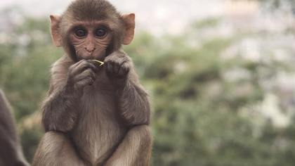 ВОЗ зафиксировала свыше 3,4 тысяч случаев оспы обезьян с начала года в 50 странах мира