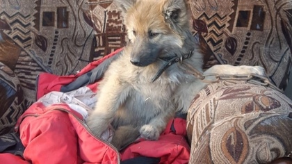 Собака в ошейнике пропала в Ленинске-Кузнецком