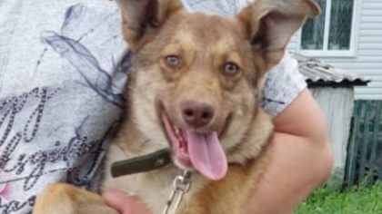 Собака из Ленинска-Кузнецкого ищет новых хозяев