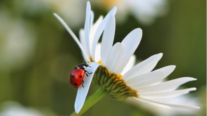 Ученые из Великобритании поставили вопрос об этичном обращении с насекомыми