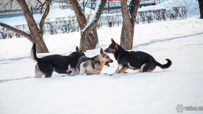 Две стаи собак начали борьбу за территорию в кузбасском городе