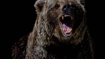 Выбежавший на дорогу медведь стал причиной смерти водителя в Иркутской области