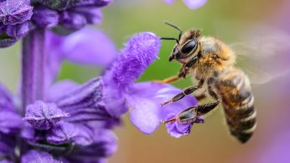Российский врач Александрова перечислила последовательность действий при укусе пчелы