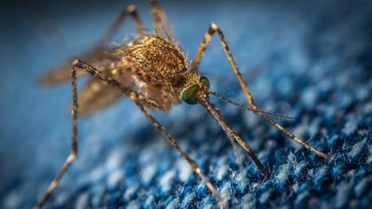 Российский врач рассказала о предпочтениях комаров при выборе 