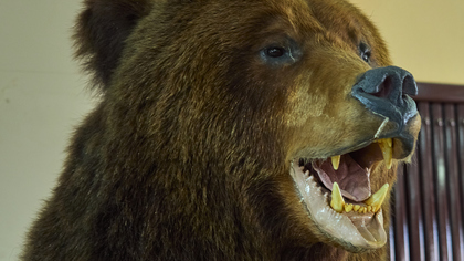 Пришедшие на станцию вахтовиков на Сахалине медведи съели все консервы