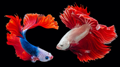 Американские ученые нашли отказавшуюся от привычной эволюции рыбу