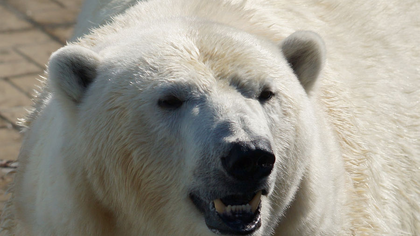 Ветеринары спасли белого медведя с банкой в пасти в Сибири