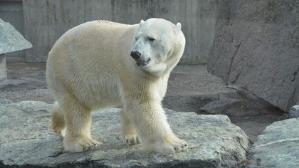 Спасенная в Сибири белая медведица вернулась в дикую природу с запасом рыбы