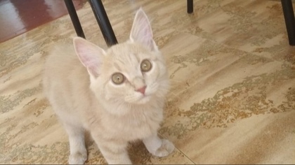 Кемеровчанка объявила о поиске хозяев найденного котенка
