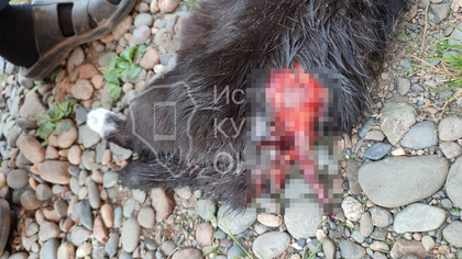 Сбежавшие из кузбасского приюта собаки накинулись на кошку 